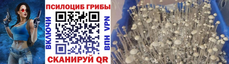 хочу наркоту  Йошкар-Ола  Галлюциногенные грибы прущие грибы 